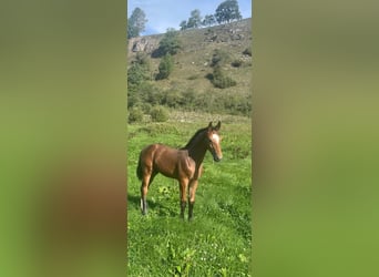 Sportivo Tedesco / Sportivo della Germania, Stallone, Puledri (05/2026), 170 cm, Baio