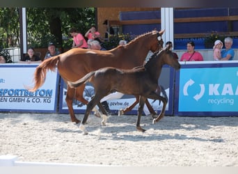 Sportivo Tedesco / Sportivo della Germania, Stallone, Puledri (04/2026), 170 cm, Baio nero