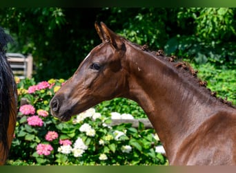 Sportivo Tedesco / Sportivo della Germania, Stallone, Puledri (02/2026), 170 cm