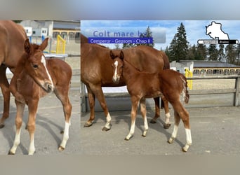 Sportivo Tedesco / Sportivo della Germania, Stallone, Puledri (03/2026), 170 cm