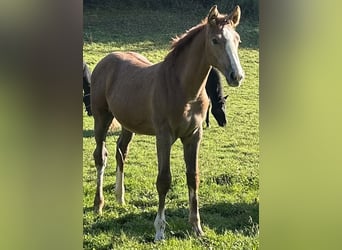 Sportivo Tedesco / Sportivo della Germania, Stallone, Puledri (05/2025), 170 cm, Grigio