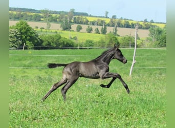 Sportivo Tedesco / Sportivo della Germania, Stallone, Puledri (01/2026), 170 cm, Morello