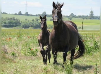 Sportivo Tedesco / Sportivo della Germania, Stallone, Puledri (05/2026), 170 cm, Morello