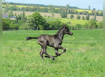 Sportivo Tedesco / Sportivo della Germania, Stallone, Puledri (01/2026), 170 cm, Morello