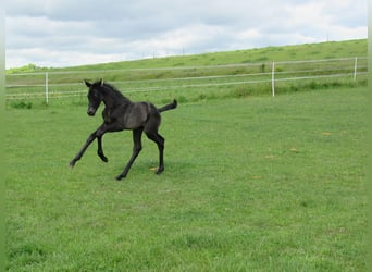 Sportivo Tedesco / Sportivo della Germania, Stallone, Puledri (01/2026), 170 cm, Morello