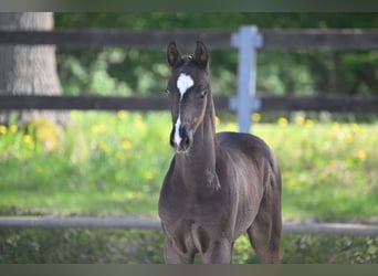 Sportivo Tedesco / Sportivo della Germania, Stallone, Puledri (03/2026), 170 cm, Morello