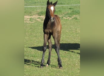 Sportivo Tedesco / Sportivo della Germania, Stallone, Puledri (03/2026), 170 cm, Può diventare grigio