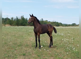 Sportivo Tedesco / Sportivo della Germania, Stallone, Puledri (03/2026), 170 cm, Può diventare grigio