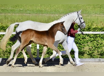 Sportivo Tedesco / Sportivo della Germania, Stallone, Puledri (03/2026), 170 cm, Può diventare grigio