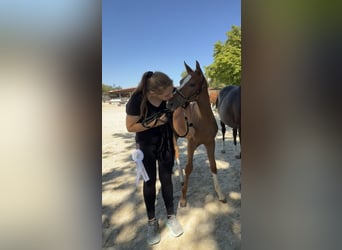 Sportivo Tedesco / Sportivo della Germania, Stallone, Puledri (04/2026), 170 cm, Sauro