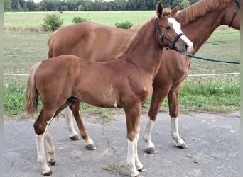 Sportivo Tedesco / Sportivo della Germania, Stallone, Puledri (05/2025), 170 cm, Sauro
