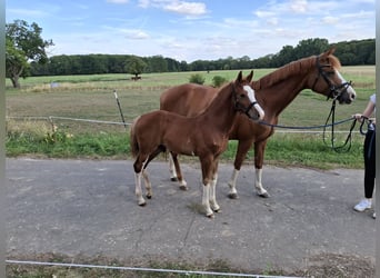 Sportivo Tedesco / Sportivo della Germania, Stallone, Puledri (05/2025), 170 cm, Sauro