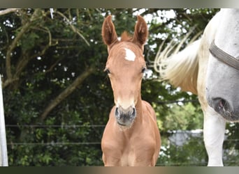 Sportivo Tedesco / Sportivo della Germania, Stallone, Puledri (06/2025), 170 cm, Sauro scuro