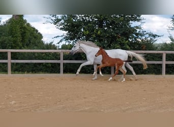 Sportivo Tedesco / Sportivo della Germania, Stallone, Puledri (06/2026), 172 cm, Baio