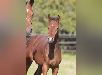 Sportivo Tedesco / Sportivo della Germania, Stallone, Puledri (05/2026), 172 cm, Baio