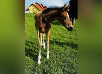 Sportivo Tedesco / Sportivo della Germania, Stallone, Puledri (02/2026), 172 cm, Baio scuro