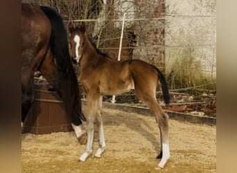 Sportivo Tedesco / Sportivo della Germania, Stallone, Puledri (02/2026), 172 cm, Baio scuro