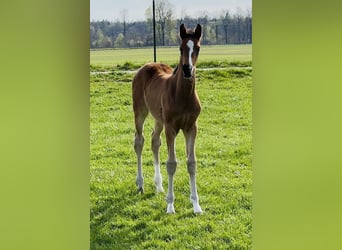 Sportivo Tedesco / Sportivo della Germania, Stallone, Puledri (02/2026), 172 cm, Baio scuro
