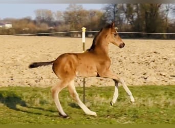 Sportivo Tedesco / Sportivo della Germania, Stallone, Puledri (02/2026), 172 cm, Baio scuro
