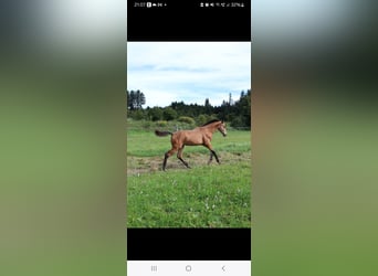 Sportivo Tedesco / Sportivo della Germania, Stallone, Puledri (03/2025), 175 cm, Pelle di daino