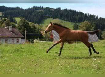 Sportivo Tedesco / Sportivo della Germania, Stallone, Puledri (03/2025), 175 cm, Pelle di daino
