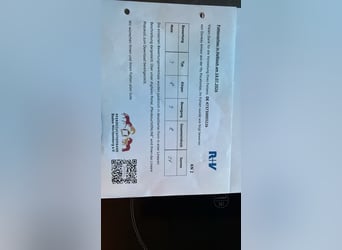 Sportivo Tedesco / Sportivo della Germania, Stallone, Puledri (05/2026), Baio