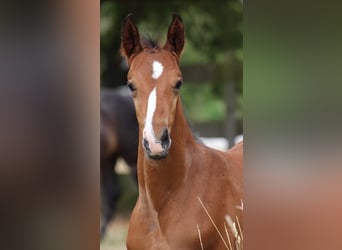 Sportivo Tedesco / Sportivo della Germania, Stallone, Puledri (05/2026), Baio