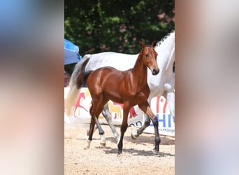 Sportivo Tedesco / Sportivo della Germania, Stallone, Puledri (02/2025), Baio