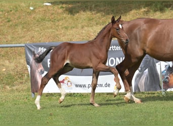 Sportivo Tedesco / Sportivo della Germania, Stallone, Puledri (05/2025), Baio