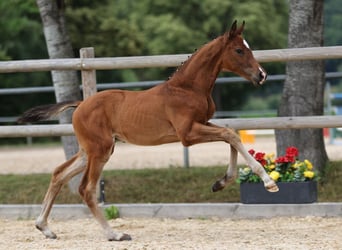 Sportivo Tedesco / Sportivo della Germania, Stallone, Puledri (05/2025), Baio