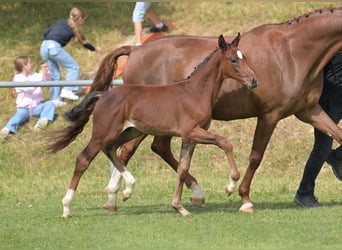 Sportivo Tedesco / Sportivo della Germania, Stallone, Puledri (05/2025), Baio