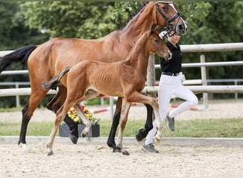 Sportivo Tedesco / Sportivo della Germania, Stallone, Puledri (05/2025), Baio