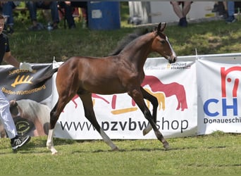 Sportivo Tedesco / Sportivo della Germania, Stallone, Puledri (04/2025), Baio