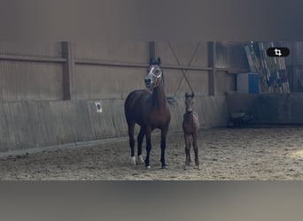 Sportivo Tedesco / Sportivo della Germania, Stallone, Puledri (07/2026), Baio