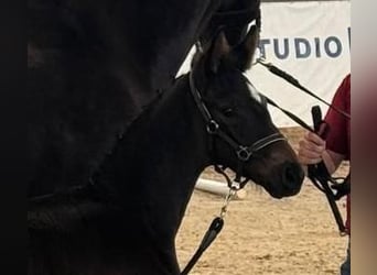 Sportivo Tedesco / Sportivo della Germania, Stallone, Puledri (05/2026), Baio nero