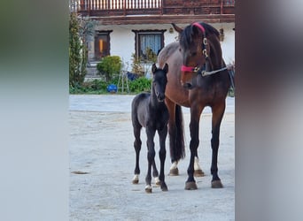 Sportivo Tedesco / Sportivo della Germania, Stallone, Puledri (04/2026), Morello