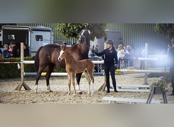 Sportivo Tedesco / Sportivo della Germania, Stallone, Puledri (06/2026), Sauro