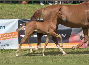 Sportivo Tedesco / Sportivo della Germania, Stallone, Puledri (06/2025), Sauro