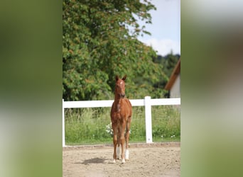 Sportivo Tedesco / Sportivo della Germania, Stallone, Puledri (04/2026), Sauro