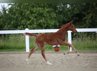Sportivo Tedesco / Sportivo della Germania, Stallone, Puledri (04/2026), Sauro