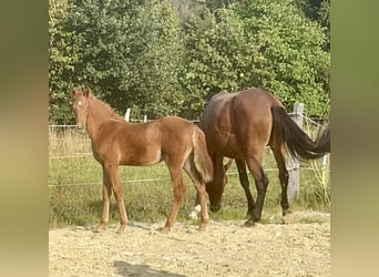 Sportivo Tedesco / Sportivo della Germania, Stallone, Puledri (06/2025), Sauro