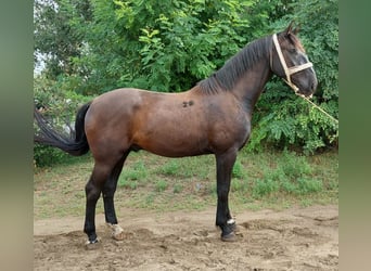 Sportivo Ungherese / Sportivo dell'Ungheria Mix, Castrone, 3 Anni, 162 cm, Baio nero