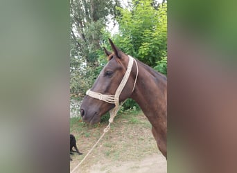 Sportivo Ungherese / Sportivo dell'Ungheria Mix, Castrone, 3 Anni, 162 cm, Baio nero
