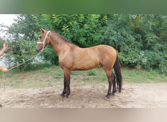 Sportivo Ungherese / Sportivo dell'Ungheria Mix, Castrone, 3 Anni, 162 cm, Baio nero