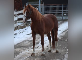 Sportivo Ungherese / Sportivo dell'Ungheria, Castrone, 4 Anni, 160 cm, Sauro