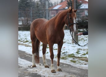 Sportivo Ungherese / Sportivo dell'Ungheria, Castrone, 4 Anni, 160 cm, Sauro