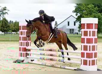 Sportivo Ungherese / Sportivo dell'Ungheria, Giumenta, 4 Anni, 158 cm, Baio ciliegia