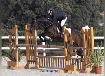 Sportivo Ungherese / Sportivo dell'Ungheria, Castrone, 11 Anni, 170 cm, Baio scuro