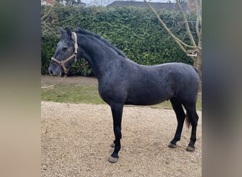 Sportivo Ungherese / Sportivo dell'Ungheria, Castrone, 13 Anni, 165 cm, Grigio