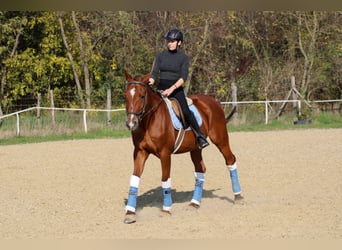 Sportivo Ungherese / Sportivo dell'Ungheria, Castrone, 14 Anni, 167 cm, Baio ciliegia